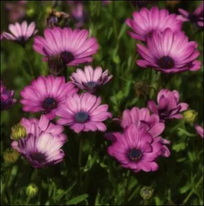 Comment se nomme cette fleur ?