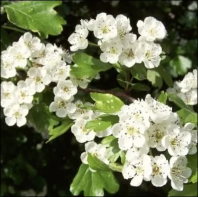 Et alors, celle-ci ?