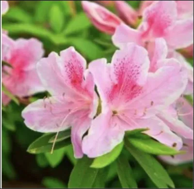 Dernière fleur à trouver !Son nom est...