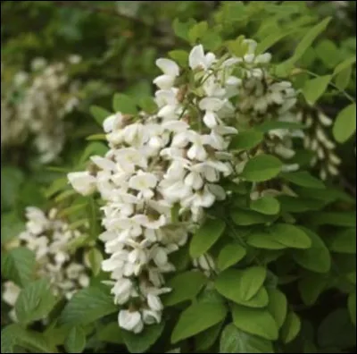 Et le nom de celle-ci est...