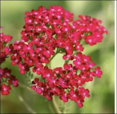 Comment s'appelle celle-ci ?