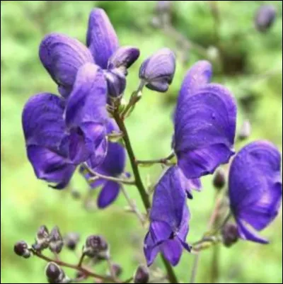 Et la fleur représenté ci-dessus est...