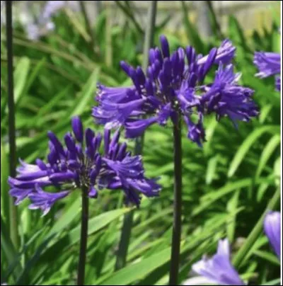 Comment appelle-t-on cette fleur ?