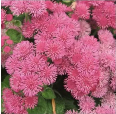 Et pensez-vous connaitre le nom de celle-ci ?