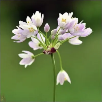 Et comment appelle-t-on celle-ci ?