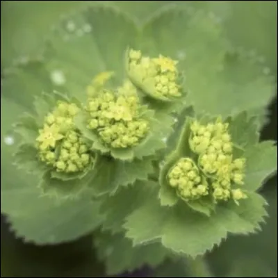 Pourriez-vous me dire le nom de cette fleur ?