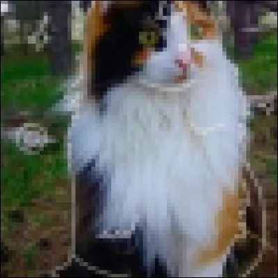 Qui est le Guerrier le plus insupportable du clan (qui était encore récemment apprenti) ?