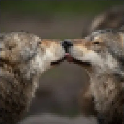 Bon, maintenant, les couples ! Avec qui est Souffle du Loup ?