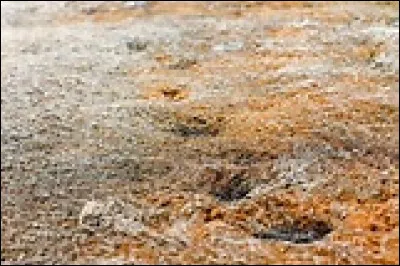 Au Ve siècle, la Gaule est envahie et ravagée par un peuple barbare, qui en était le chef redouté ?