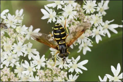 Est-ce que "qq" est en rapport avec le postérieur ?