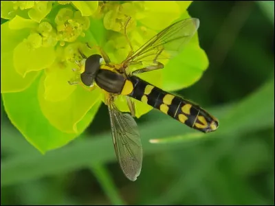 ''Je me pousse du zéphyr*'' et je rentre Rue des Quatre-Zéphs**, soit la rue des...