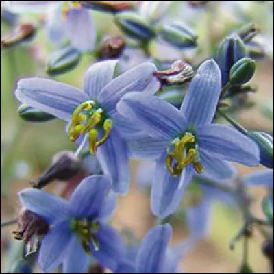 Pourquoi ne vous ai-je pas répondu ?
 Ben, c'est à cause des diptères !