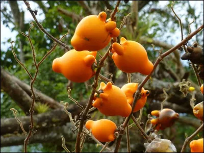 Qu'est-ce que la tocante du singe ?