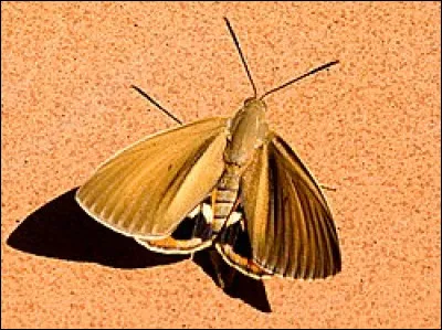 Quand il est question d'exterminer quelqu'un selon un verbe de 1821.