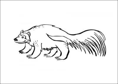 Le glouton n'existe que dans l'imaginaire