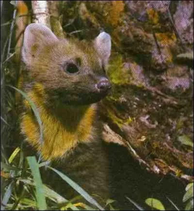 La martre est le seul mustlid vivant exclusivement en fort