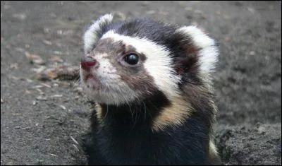 Seul, le putois parmi les mustlid possde des glandes anales de scrtion odorifrante, d'ou son nom