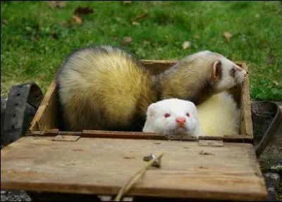 Le furet est une sous-espce de putois