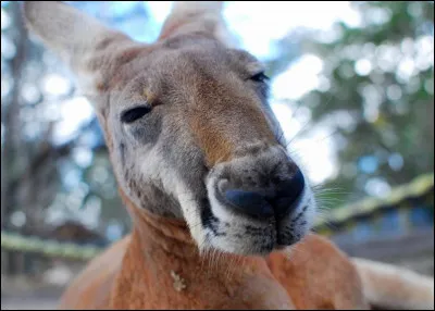 Quel type d'animal es-tu ?
