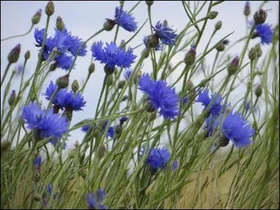 Romantique : dans les années 70, quelle fleur ne pousse plus dans la chanson de Serge Fouchet "Les Romantiques ont disparu" ?