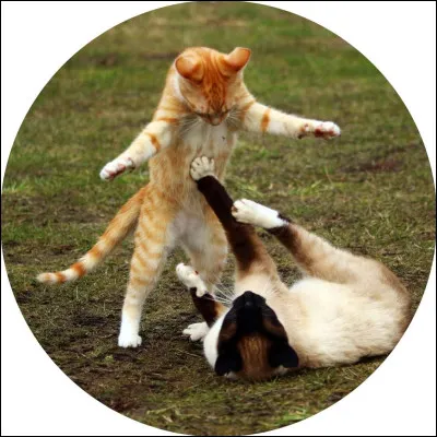 Si un clan ennemi vient dans ton camp, que fais-tu ?