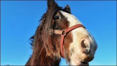 On dit que ce cheval...