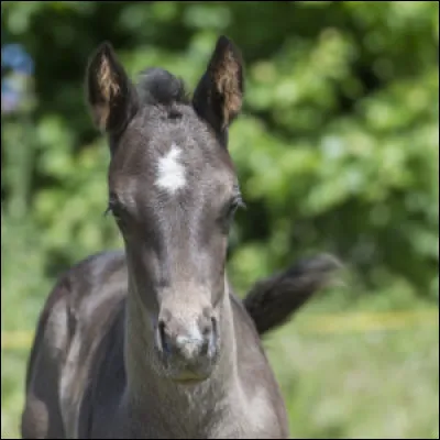 Cette liste est une...