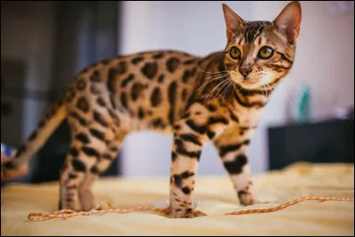 On va commencer avec le chat ! 
"Il aboie" :