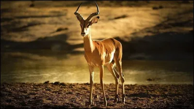 Gazelle : laquelle porte le nom d'impala ?