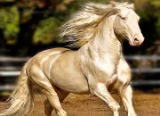 Test Quel type de cheval es-tu ?
