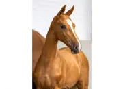 Quiz Poney, cheval lger ou cheval lourd ?