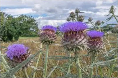 Les cardons sont une spécialité de la région lyonnaise.