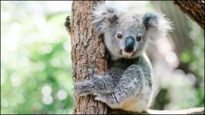 Maintenant, pouvez-vous me dire quel est cet animal ?