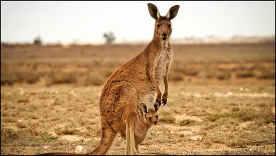 Quel est cet animal qui vit en Australie ?