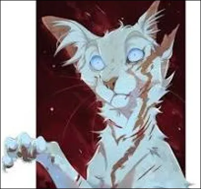 Que fais-tu si tu souhaites devenir guérisseuse, mais le guérisseur de ton clan a déjà un apprenti ?