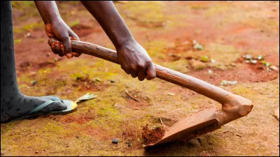 Quelle plante se prononce de la même façon que la houe [outil de jardinage] ?