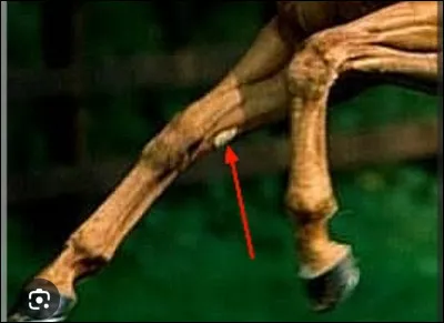 Comment s'appelle cette particularité du membre du cheval ?