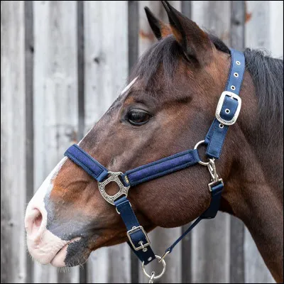 Comment s'appelle cet objet sur la tête du cheval ?