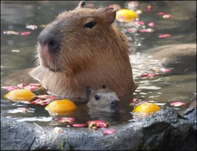 Quel est ton pire défaut ?