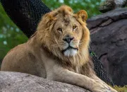 Quiz Quel est cet animal sur la photo ?