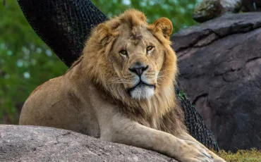 Quiz Animaux