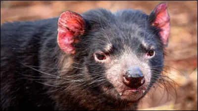 Reconnaissez-vous cet animal sur la photo ?