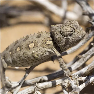 Reconnaissez-vous cet animal sur la photo ?