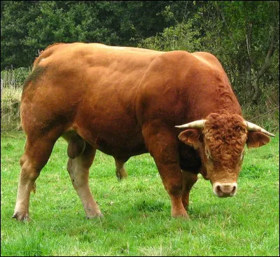 Reconnaissez-vous cet animal sur la photo ?