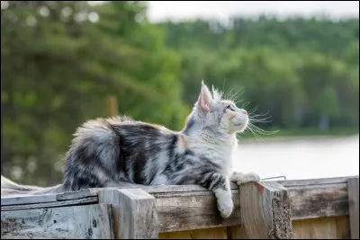 Ensuite : qui a été le mentor de Jolie Plume ?
