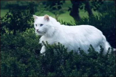 Bien. 
Quel est le grade de Tornade Blanche avant sa mort ?