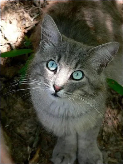 Et quelle est la couleur des yeux de Museau Cendré/Cur Cendré ?