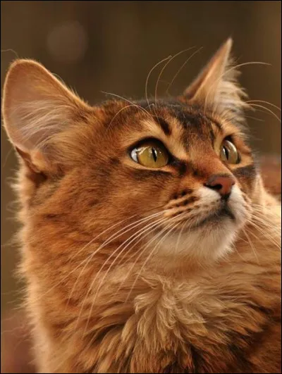 Qui a tué Saule Rouge ?