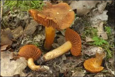 Toxique : de ces trois champignons, lequel est toxique, et même mortel ?