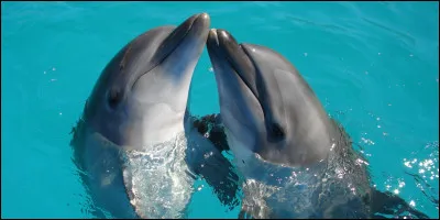 Est-ce que des dauphins meurent en France à cause de la pêche ?